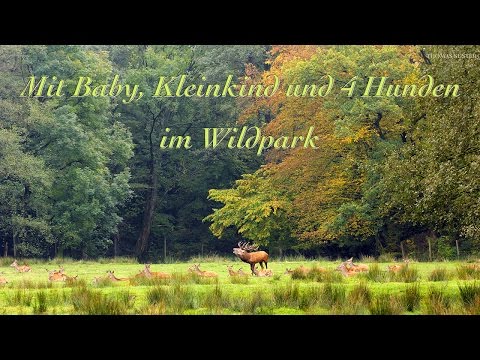 kind und hund erziehung thomas suster