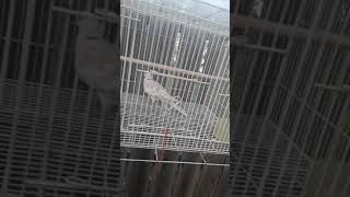 Dove dancing to seven places landslide