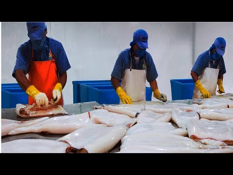Squid Fishing Vessel - How Giant Squid process in Factory
