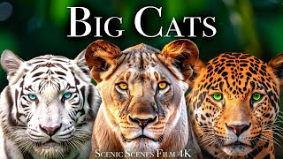 Big Cats 4K - Spectacular Scenes of Big Cats In Wild Nature | Scenic Relaxation Film