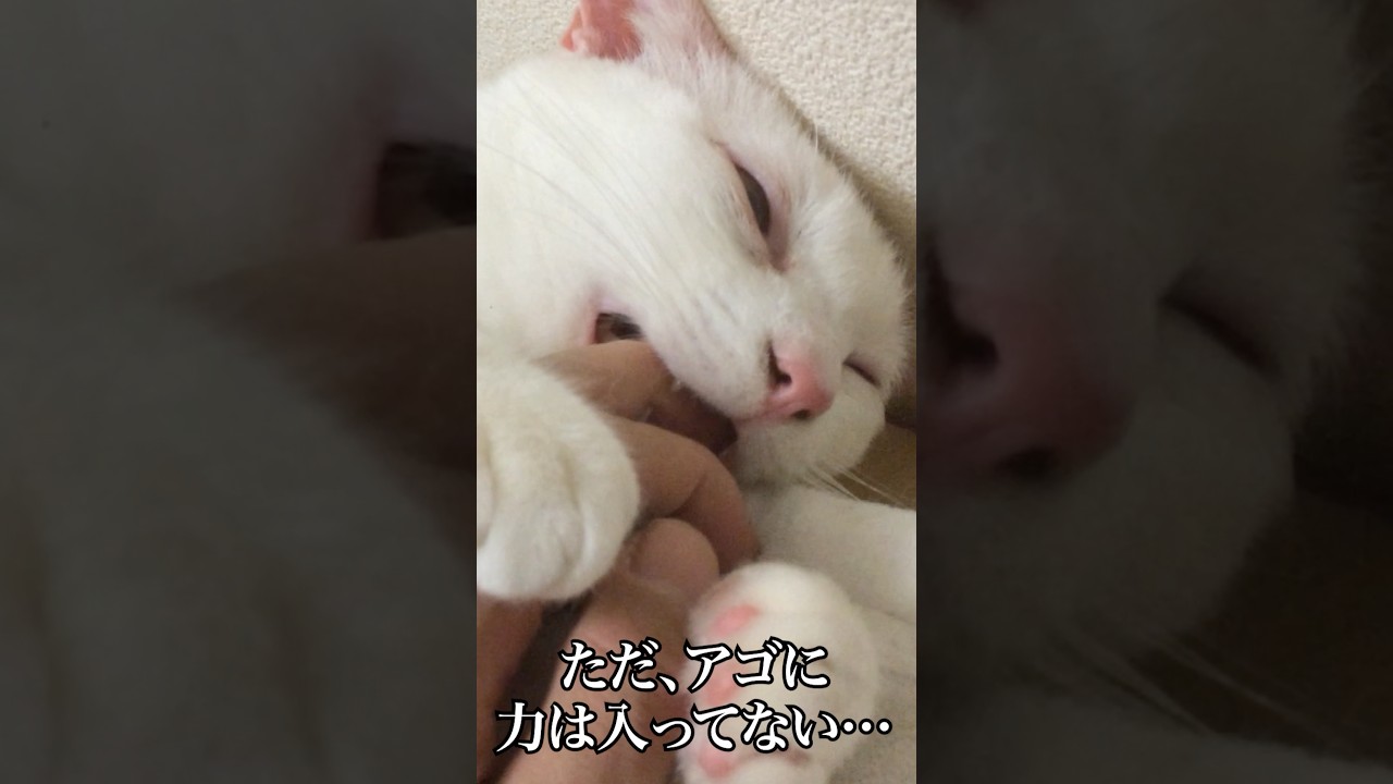 反抗期の甘噛みから、まさかの結末… #cat  #猫  #ねこ  #保護猫  #shorts  #猫のいる暮らし