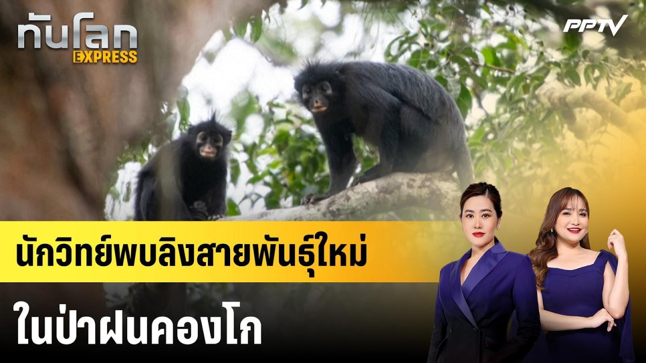 นักวิทย์พบลิงสายพันธุ์ใหม่ในป่าฝนคองโก | 19 ก.ค. 69