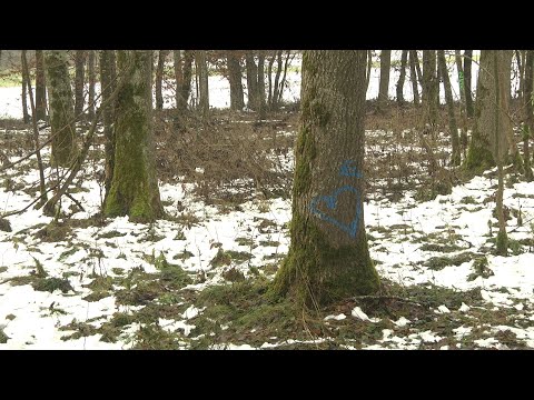 2022 WS  Eschentriebsterben: Zu spät für den Klimabaum?