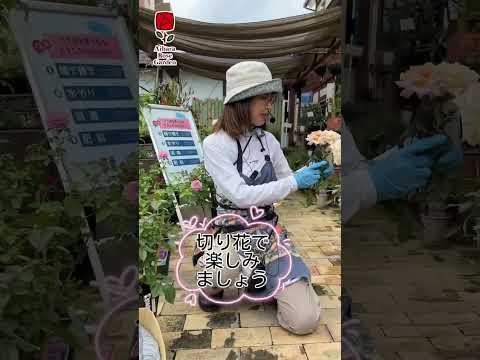 夏にバラの茂みを剪定して開花を促進するにはどうすればよいですか? + ビデオチュートリアル  庭園