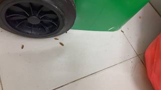 Roach Apocalypse: What I Found in the Garbage Room