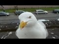Seagull Steals Food