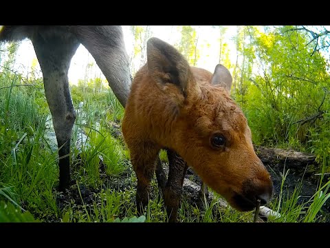 Mini Przyrodyjka   Mały łoś