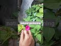 4 'o clock plant pink colour flowers
