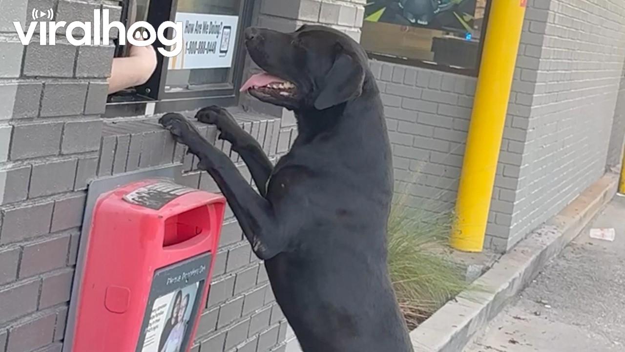 Dog Places an Order at the McDonald’s Drive-Thru || ViralHog