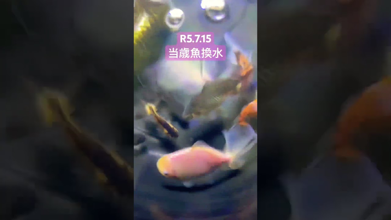 【金魚】ジャンボ獅子頭　当歳魚