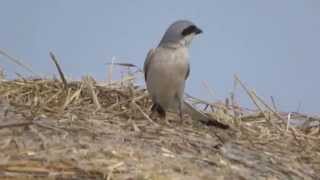 preview picture of video 'Red-backed Shrike - female and male, para gąsiorków (Lanius collurio)'