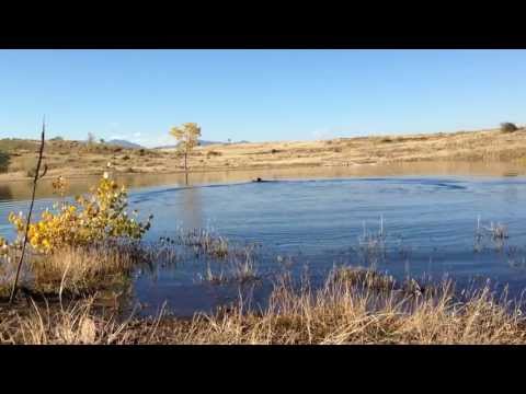 Kalik with Frisbee and a temporary Lake on S. Table Mtn