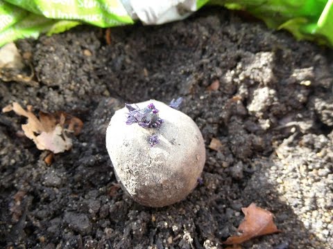 🥔Potatoes in a Bag - Video 1: Basics