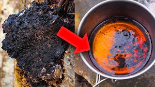 Making COFFEE out of MUSHROOMS? | Episode Highlights