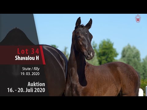 Westfälische Online Auktion 16. - 20. Juli: Lot 34 Shavalou H Stute v. So Unique - Hohenstein/T.