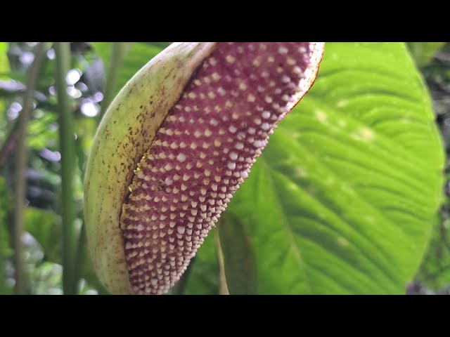 Vídeo relacionado con Lo que las plantas saben: Un estudio de los sentidos en el reino vegetal (Ariel)