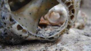 &#39;refavela&#39; la de Angelique Kidjo y la de Gilberto Gil