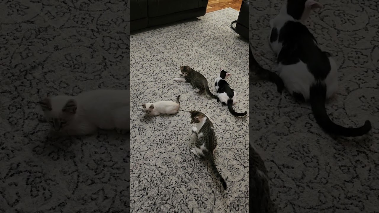 GIDGET, a ADOPTABLE Domestic Short Hair in Dane, WI video 5/5