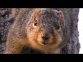 (4K) Chittering Fox Squirrel Mother Protecting the Nest