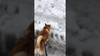 柴犬コテツの日常 大雪編 #4