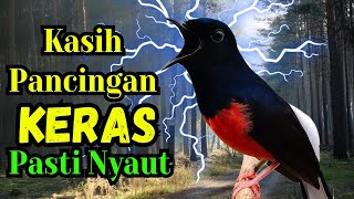 Download lagu PANCINGAN MURAI BATU GACOR AMPUH MENJADIKAN murai batu agar cepat bunyi NYAUT mp3