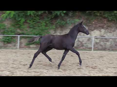 Nr. 5 DONNERWETTER HF von Kastanienhof Donnertrommler - Apslau xx