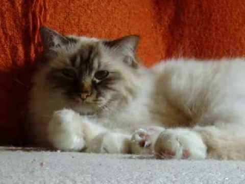 La chatte à la voisine