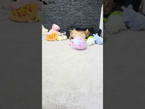 Video 1