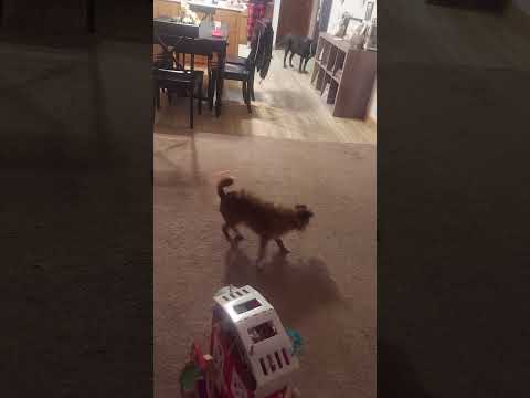 dog thinks it's a cat #DLM #BLM #DCFL