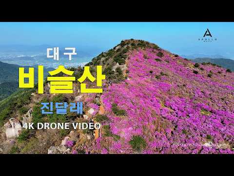 비슬산 진달래
