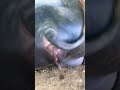 Vaginal Opening Dekh Sektay Hain Ap Pregnant Buffalo Ki