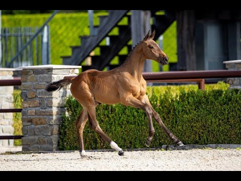 Diavelle V&V Z (Diamant de Semilly x Chaccoon Blue) - filly - born 05-05-2022