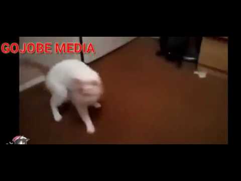 Ilameerayso Qosolkii aduunka 2020 HD