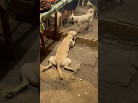 Street Dogs in the Philippines 🇵🇭. #shorts #trending ding