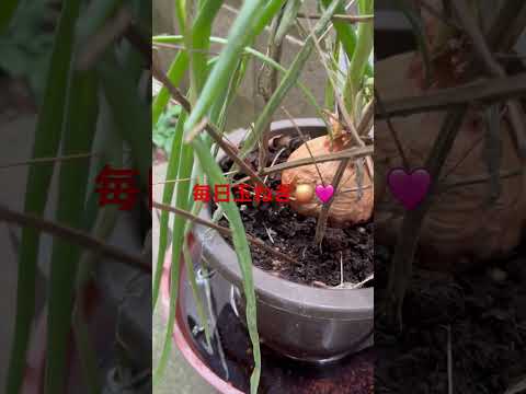 なぜ蘭にタマネギを入れるのですか？成長と開花を活性化するための4つの奇跡的なヒント  庭園