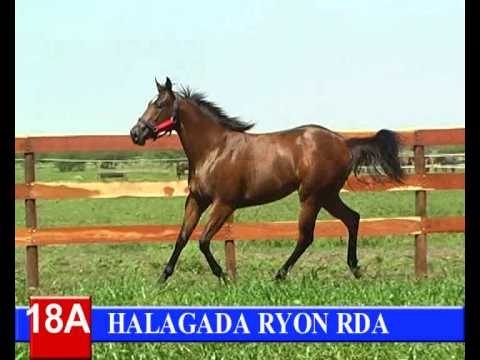 2014-GRAN REMATE HARAS RINCON DEL AGUARA - LOTE 18A - HALAGADA RYON RDA
