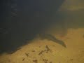 Pseudancistrus depressus Pseudancistrus depressus