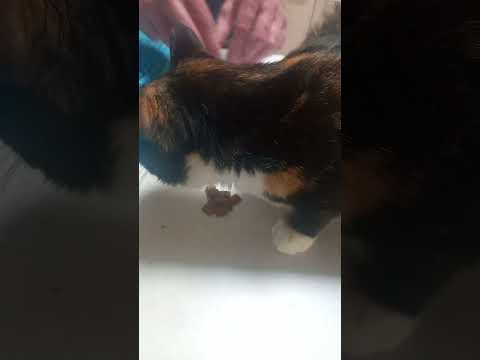 vet day episode 2🐱😔😭🐈😆