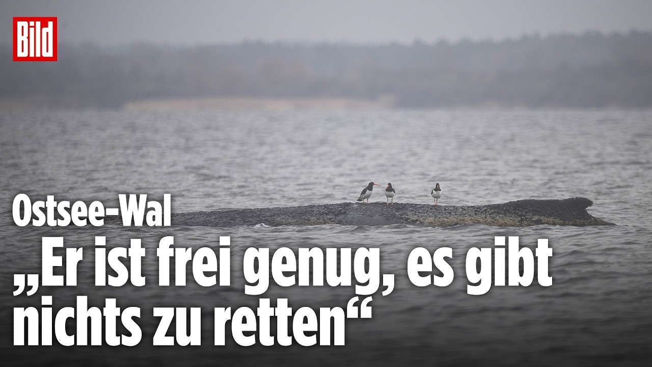 🔴 PRESSEKONFERENZ ZUM OSTSEE-WAL: Behörden geben Update zur Lage in Wismar | BILD LIVE