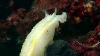 CAFE DEL MAR- COFFEE UNDER THE SEA VOL.1.-3D 720P -2D 1080P