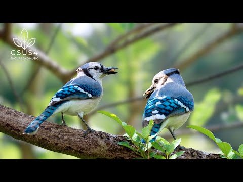 10 Hours of Bird Chirps –Soothing Forest Birds for Deep Sleep & Meditation - Nature Sounds