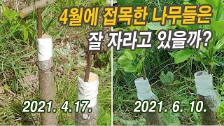 밤나무, 감나무 접붙이기. 4월에 접목한 나무들은 잘 자라고 있을까?
