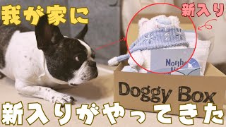 新しいおもちゃ気に入ってくれるかな？💦