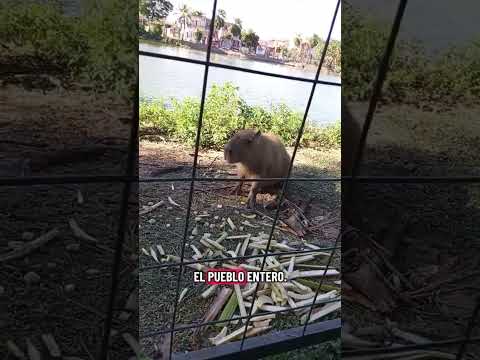 la laguna palma verde en santa cruz #santacruz #turismo #historia