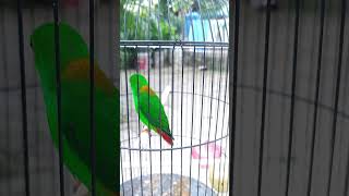 Download lagu Serindit Gacor Full Isian cililin Tembakan Rapet mp3