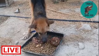 First time wet food for Chance too - Takis Shelter