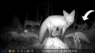 I Found a FOXY Log (SURPRISED What Happened There): Trail Cam Highlights 11.20.25