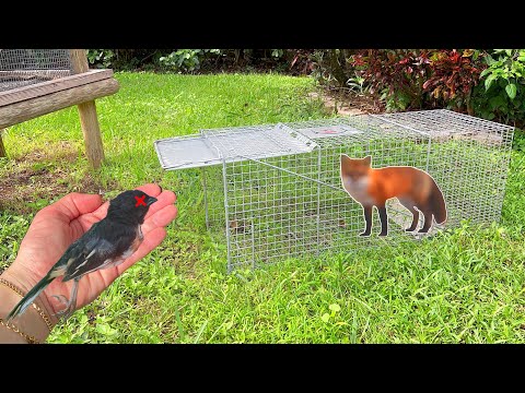 MY BIRD WAS ATTACKED! DID WE CATCH THE CULPRIT?!