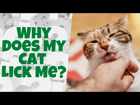 Why Does My Cat Lick Me? (10 Possible Reasons)