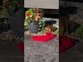 Boxer dogs for sale: Ace❤️🐾Akc Registered❤️Hip Cert🐾❤️Text 717-826-1899  - Video 1